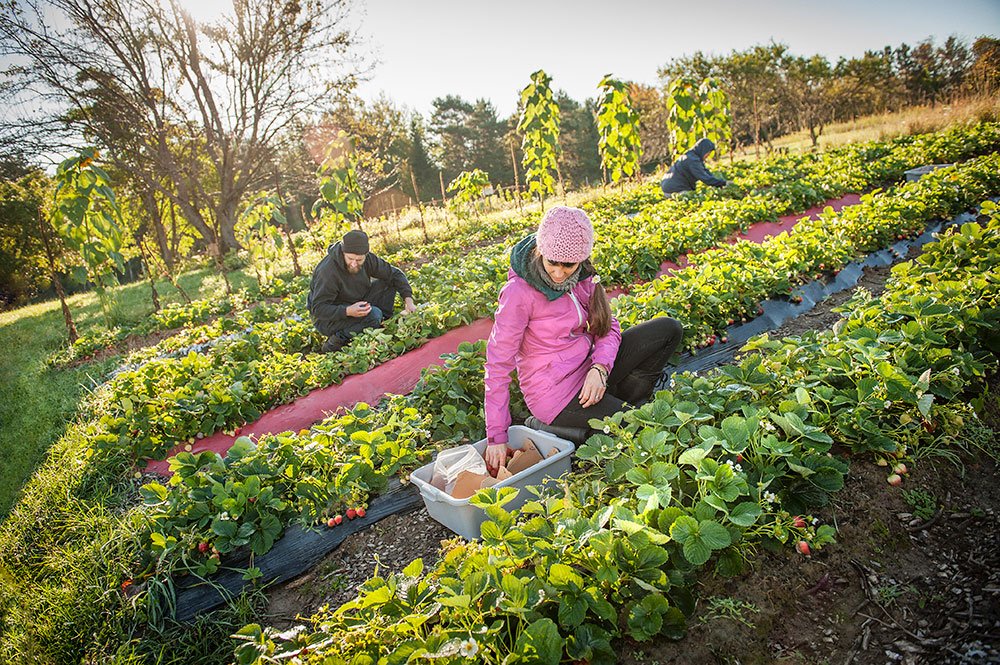 Lire la suite à propos de l’article L’Intérim dans l’Agroalimentaire