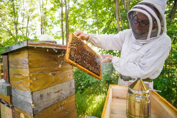 Lire la suite à propos de l’article Embaucher des Travailleurs Intérimaires dans le Secteur de l’Apiculture en France